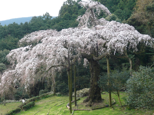 odawara-sakura